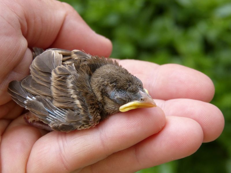 If You Touch a Baby Bird, Its Mother Will Reject It