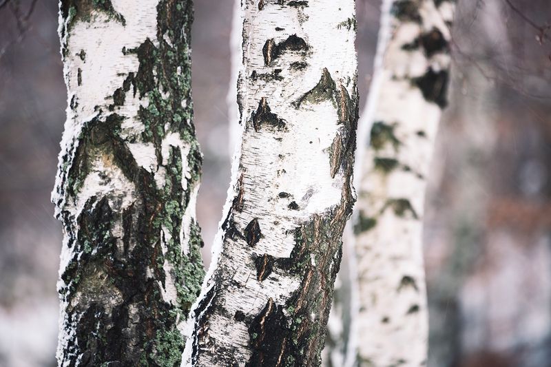 Incorporate Textured Bark Trees