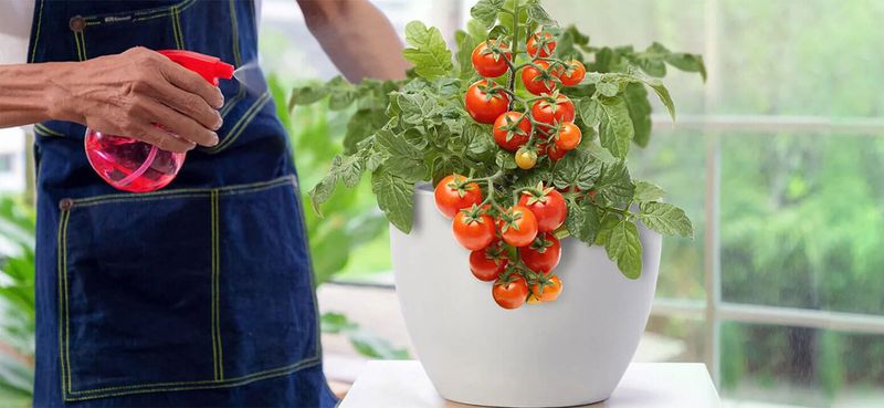 Indoor Vegetable Pots