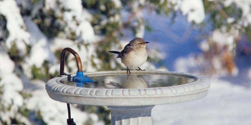 Install a Heated Bird Bath