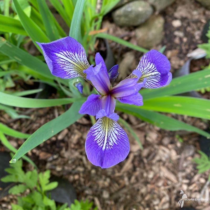 Iris