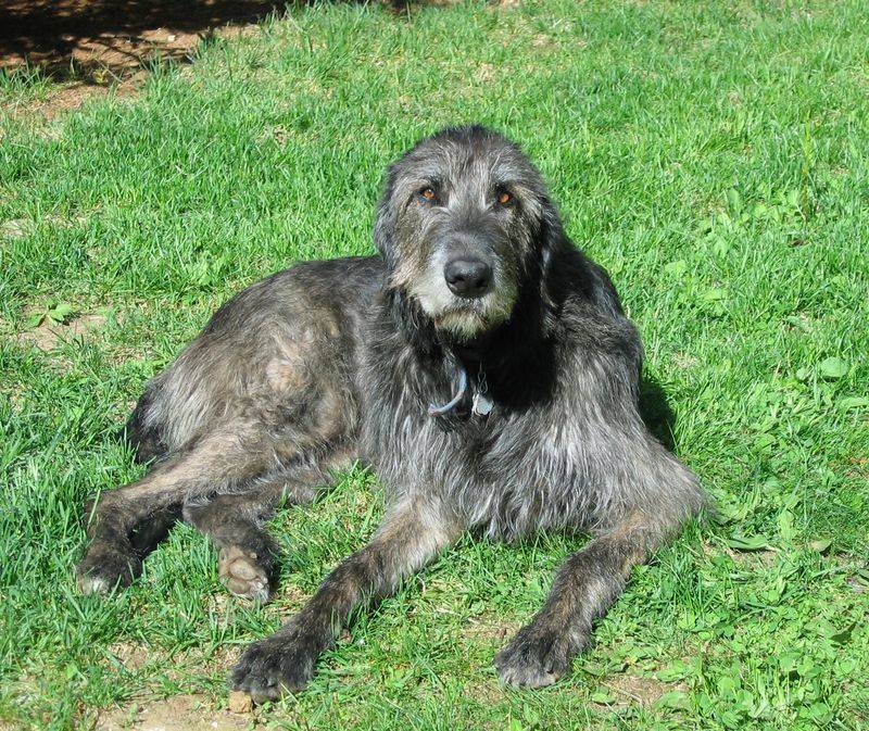 Irish Wolfhound