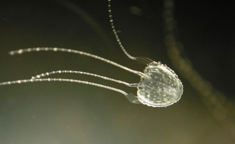 Irukandji Jellyfish