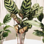 Is it Possible to Cultivate Calatheas in Water?