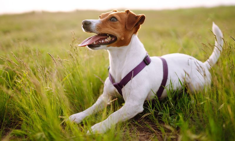 Jack Russell Terrier