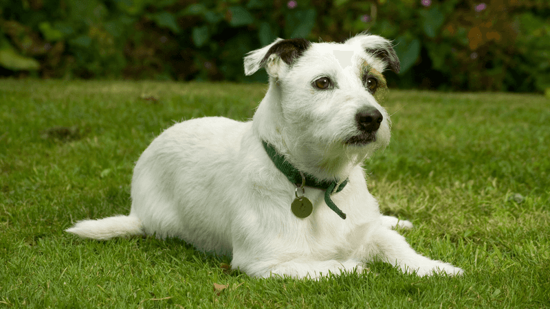 Jack Russell Terrier