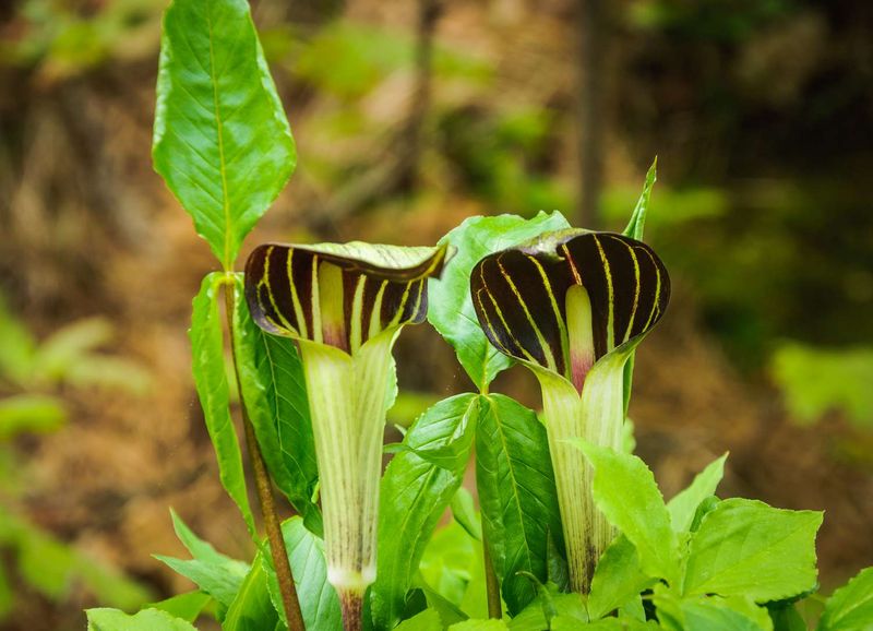 Jack-in-the-Pulpit