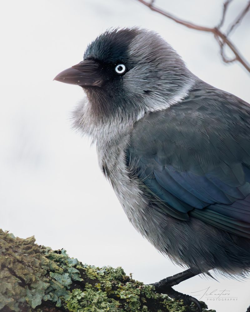 Jackdaw