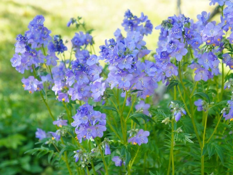 Jacob's Ladder (Polemonium)