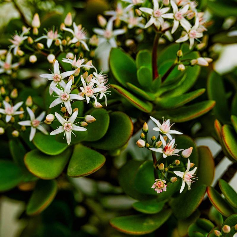 Jade Plant (Crassula Ovata)