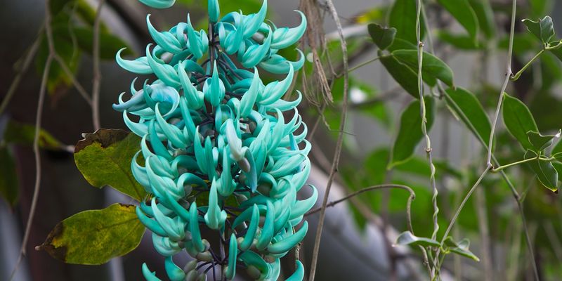 Jade Vine