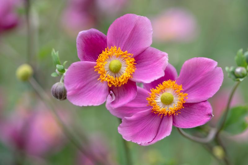 Japanese Anemone