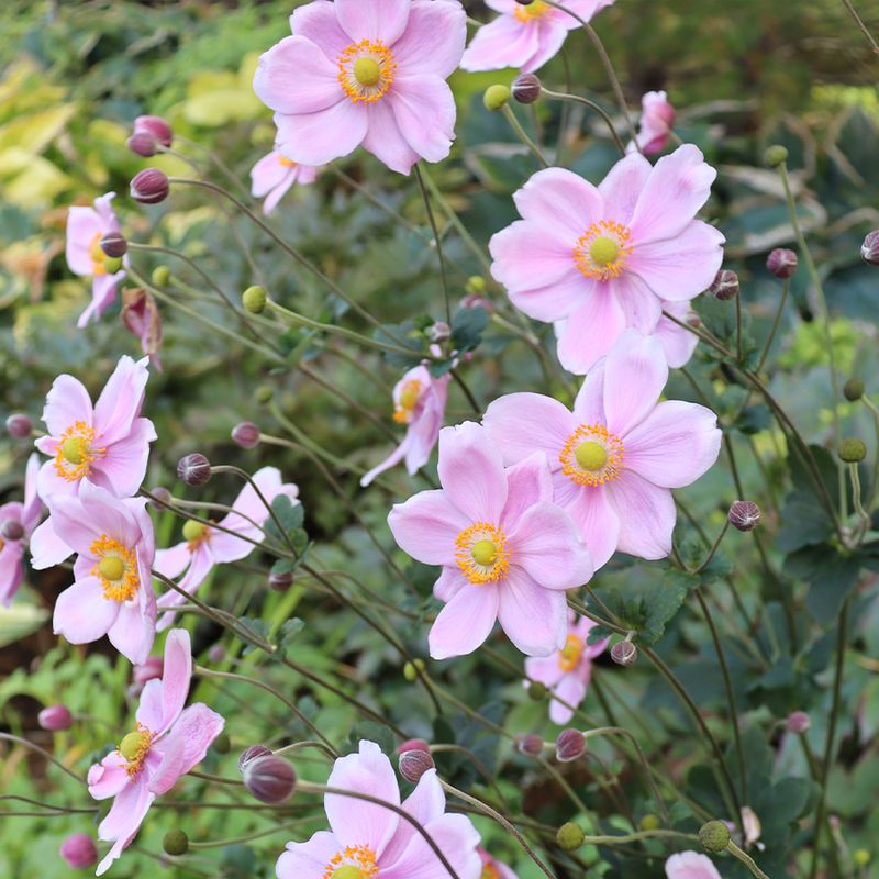 Japanese Anemone