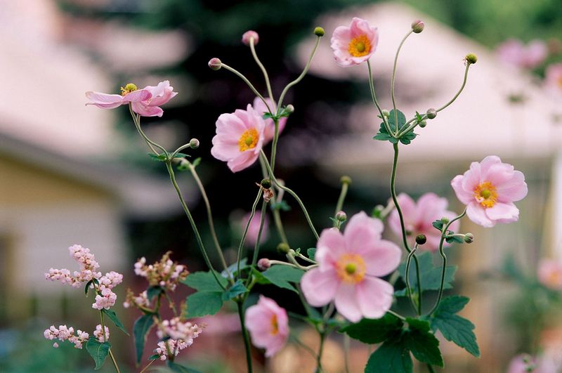 Japanese Anemone