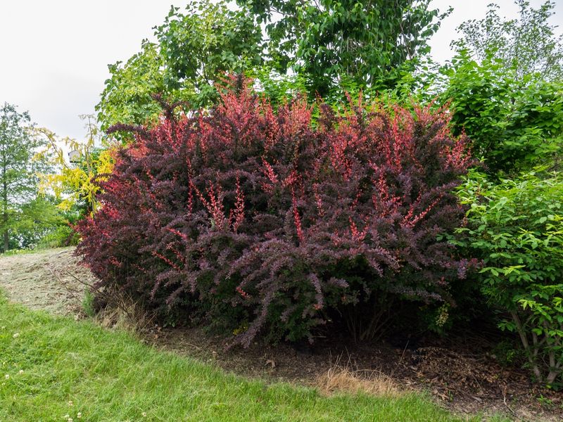 Japanese Barberry