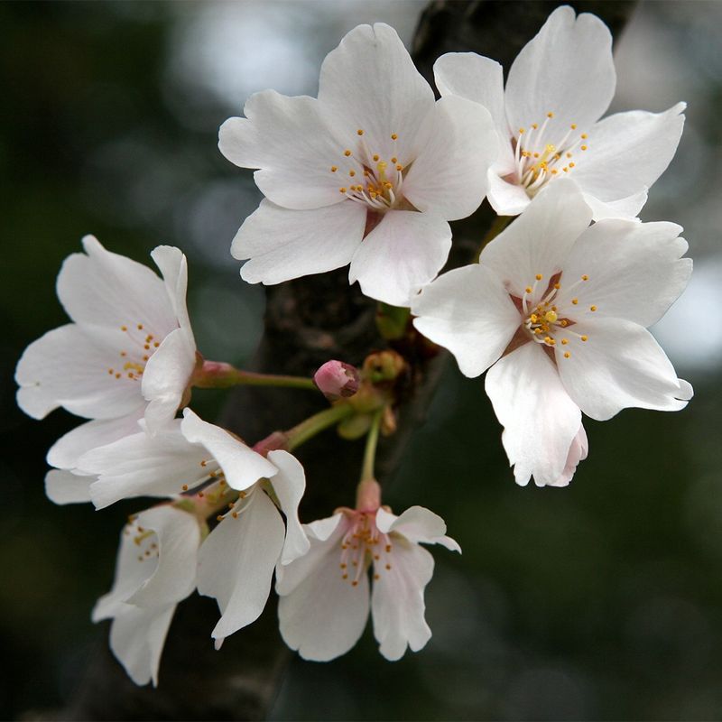 Japanese Cherry Blossom (Prunus serrulata)