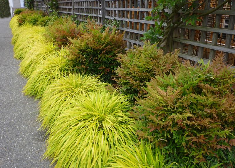 Japanese Forest Grass