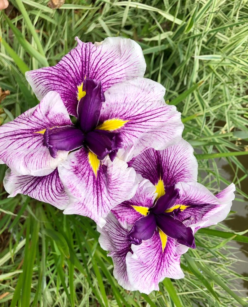 Japanese Iris (Iris ensata)