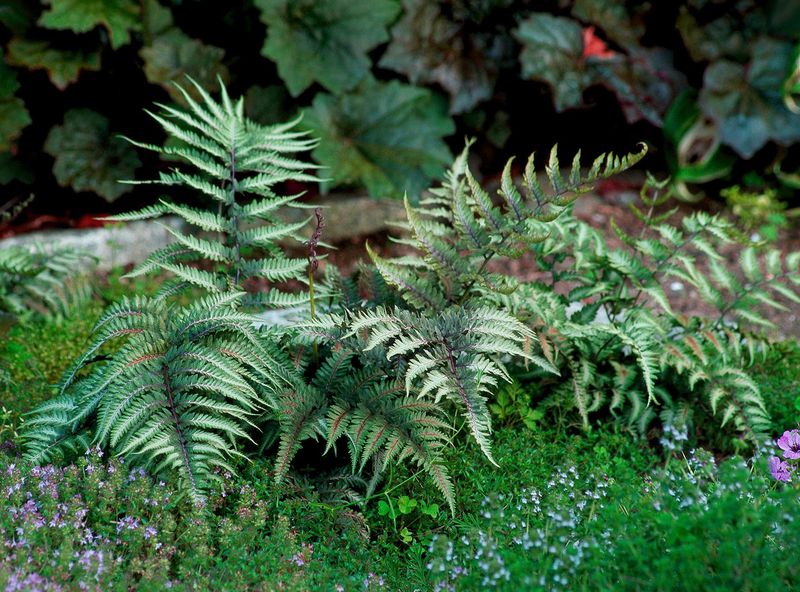 Japanese Painted Fern