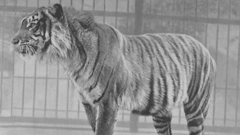 Javan Tiger