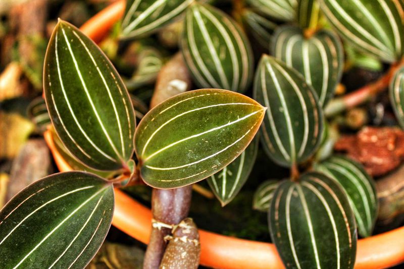 Jewel Orchid (Ludisia discolor)