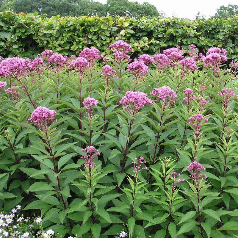 Joe Pye Weed (Eutrochium purpureum)