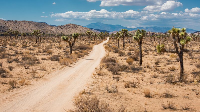 Joshua Tree National Park, California