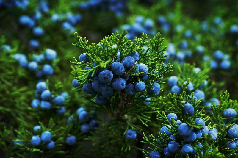 Juniper Shrubs