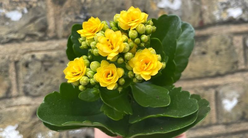 Kalanchoe Blossfeldiana