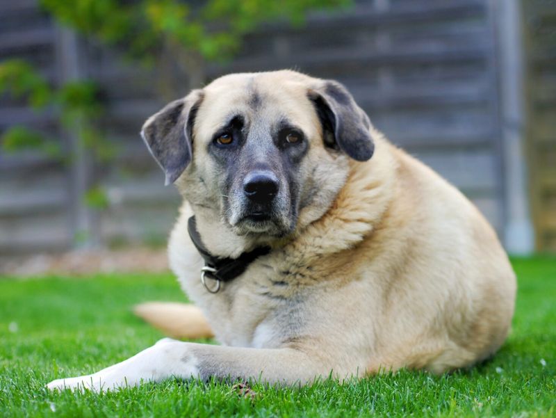 Kangal