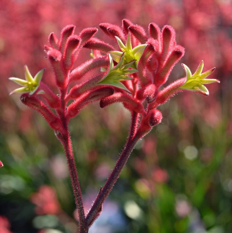 Kangaroo Paw