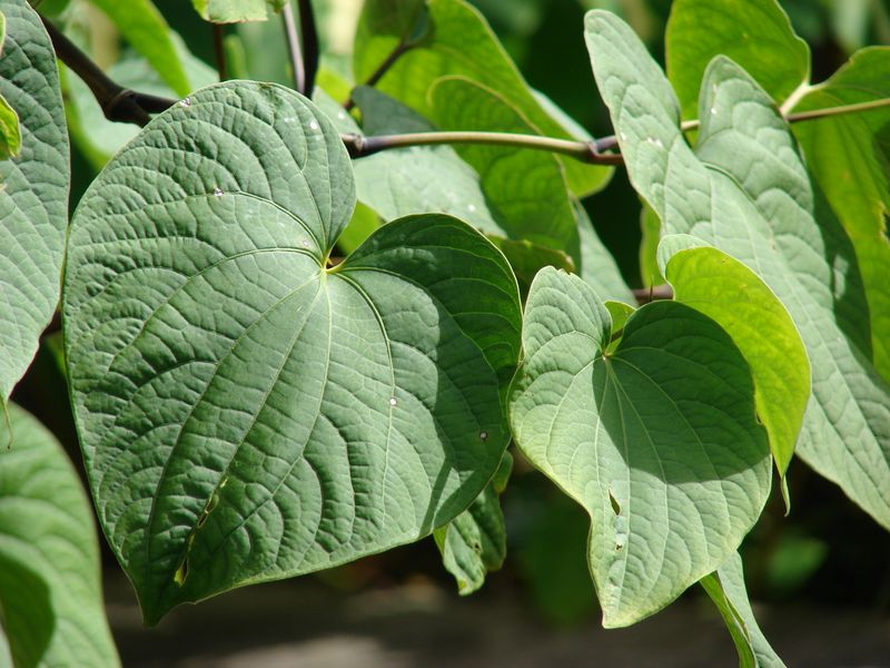 Kava (Piper methysticum)