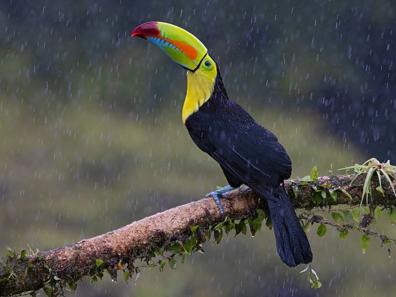 Keel-billed Toucan