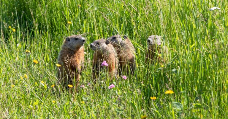 Keep Groundhogs Out with These 15 Plants They Absolutely Hate