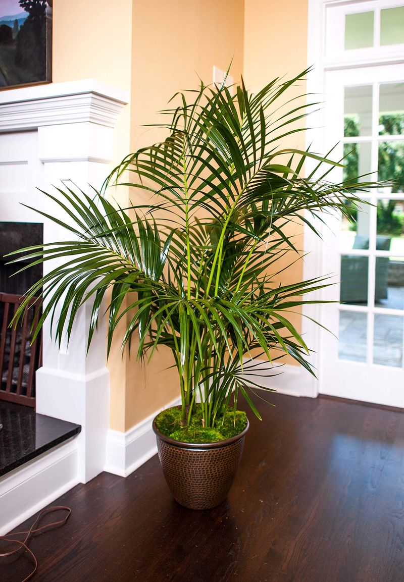 Kentia Palm