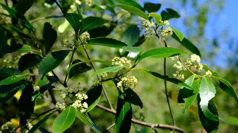 Khat (Catha edulis)