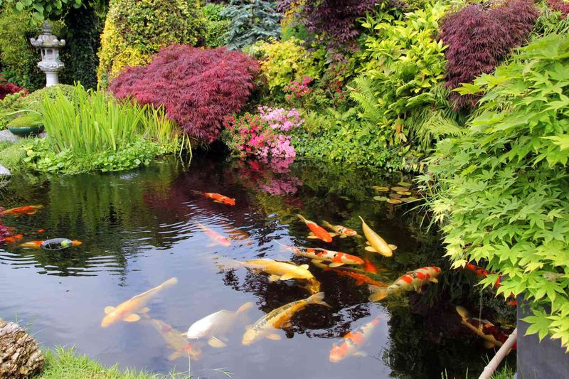 Koi Pond