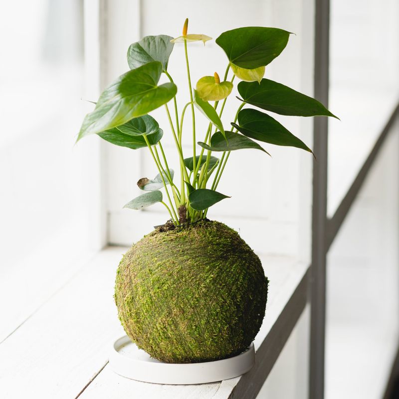 Kokedama String Gardens