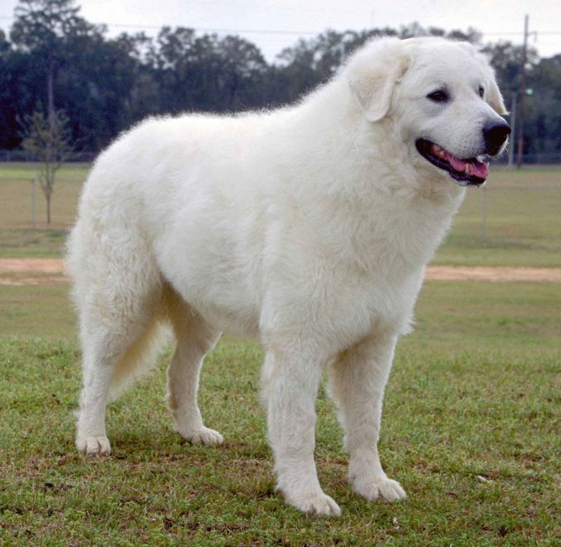 Kuvasz