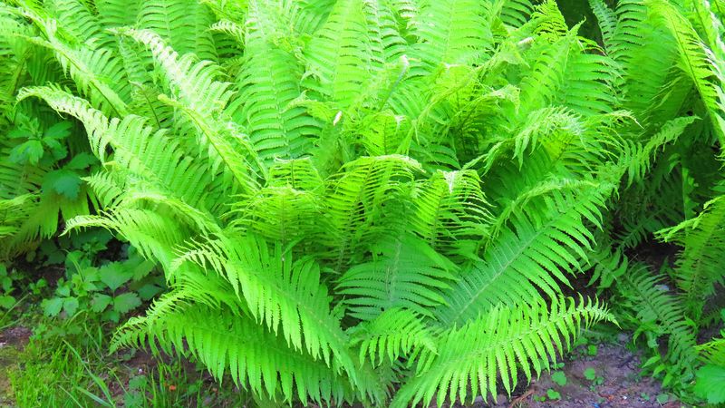 Lady Fern