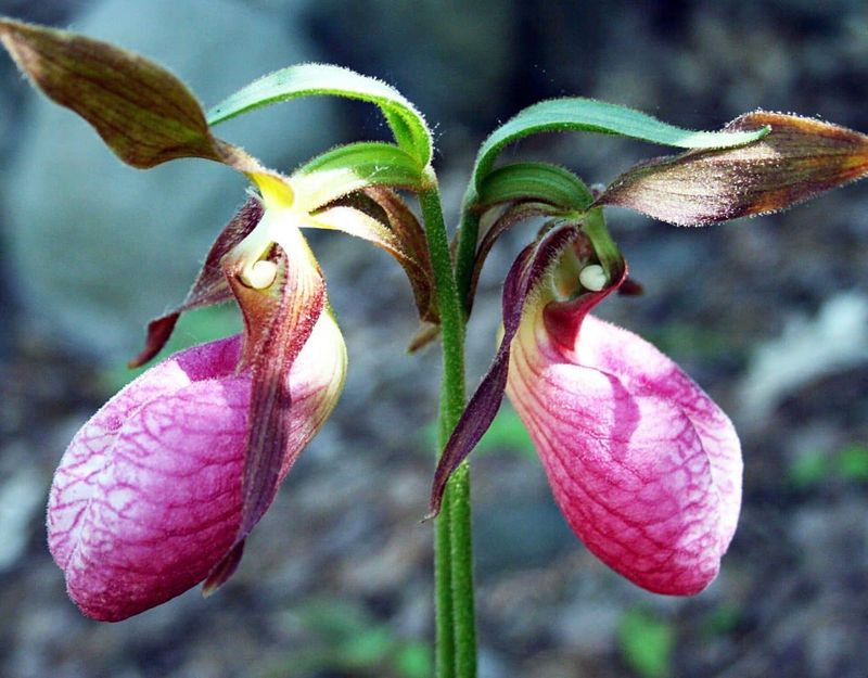 Lady's Slipper Orchid