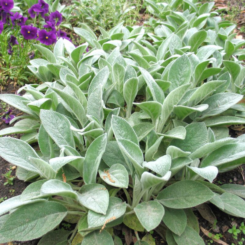 Lamb's Ear (Stachys)