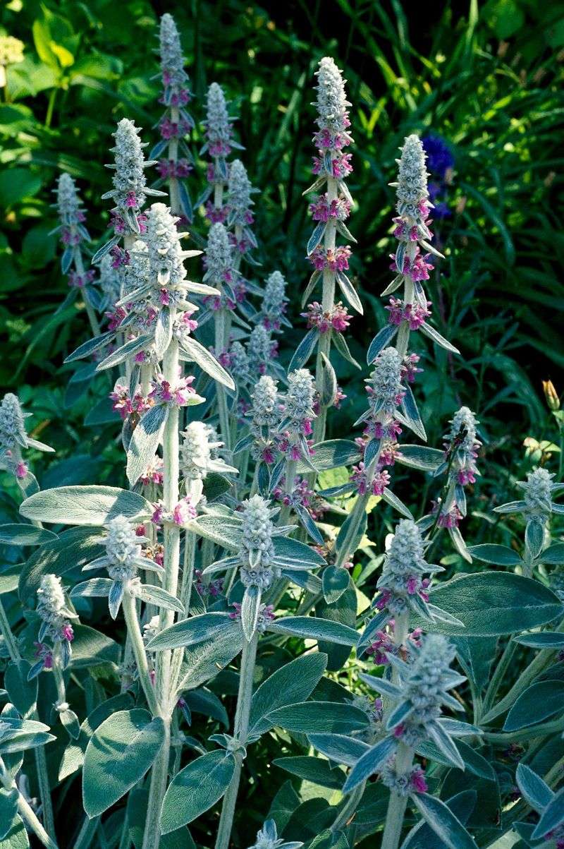 Lamb's Ear