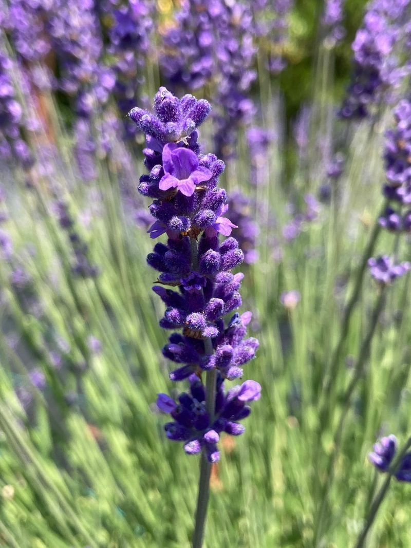 Lavender