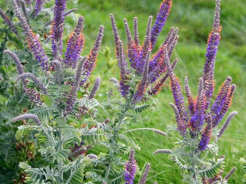 Leadplant