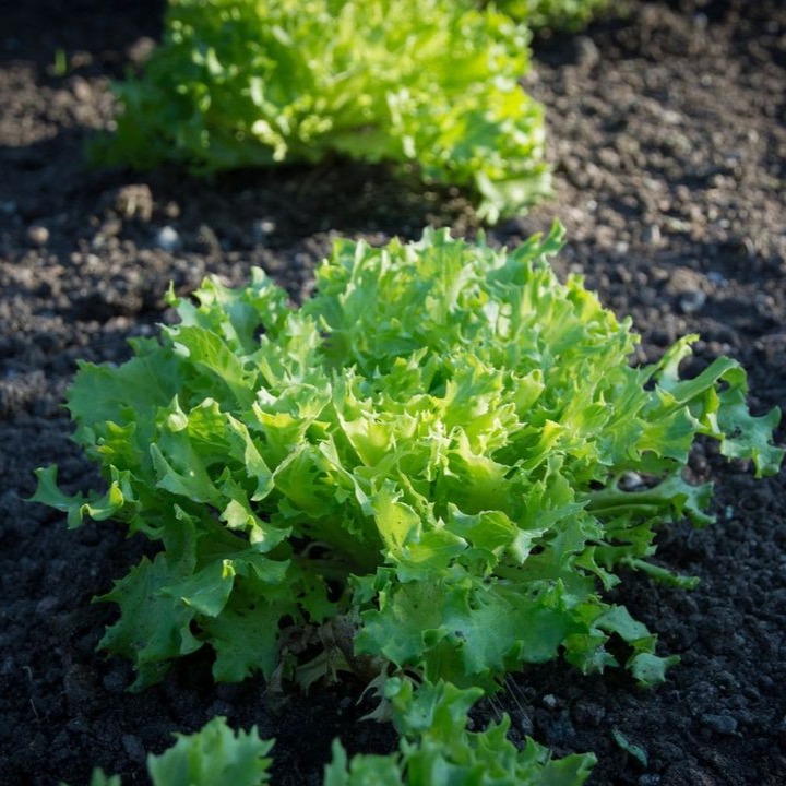 Leaf Lettuce