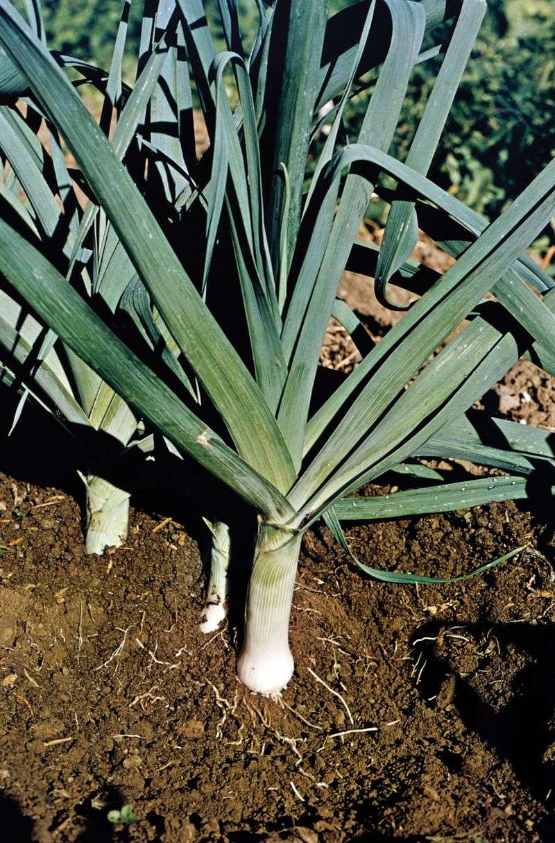 Leeks