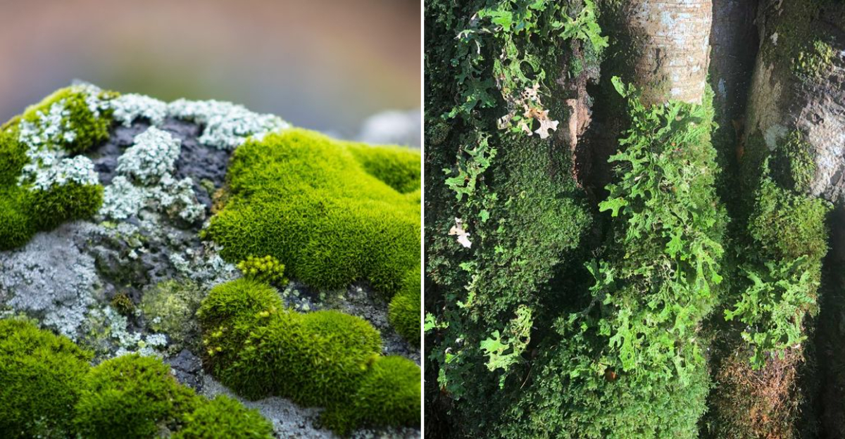 Lichen vs. Moss: Key Distinctions Explained