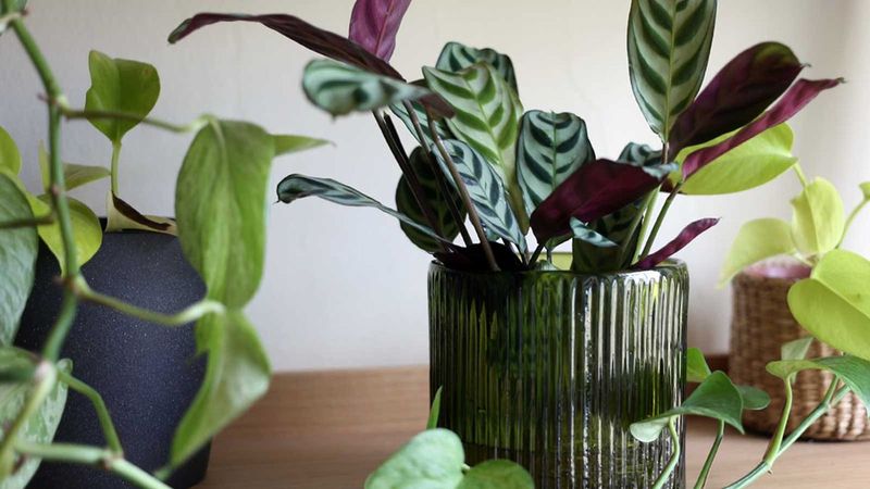 Light Requirements for Hydroponic Calatheas