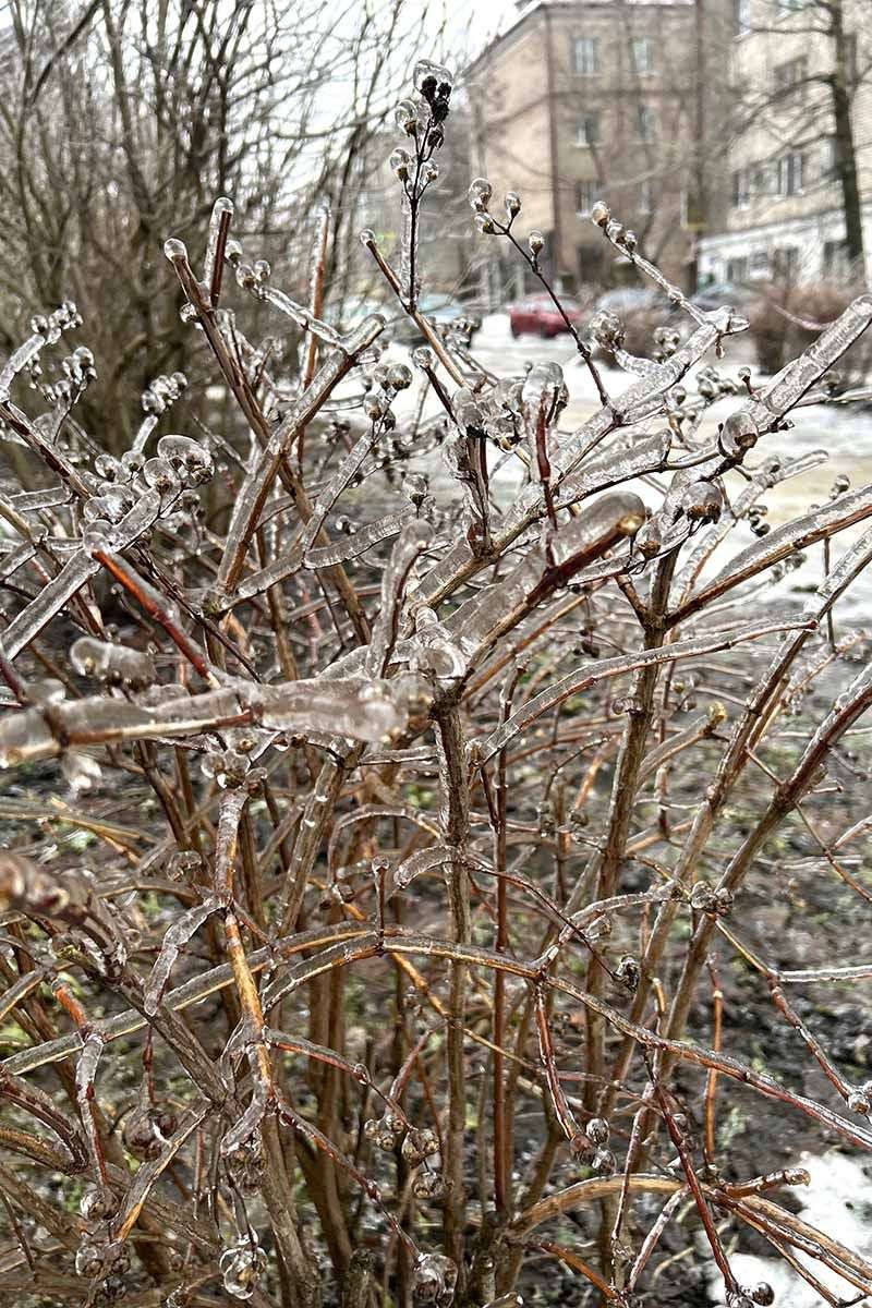 Lilac Bushes